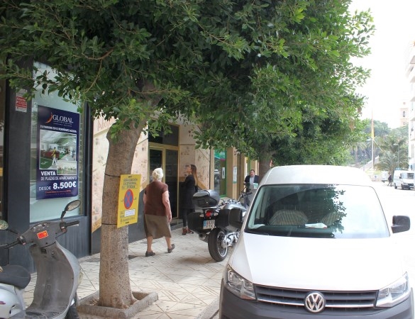 Parques y Jardines continúa en las plazas de Las Palmeras y del Tranvía el plan especial de poda de 2017