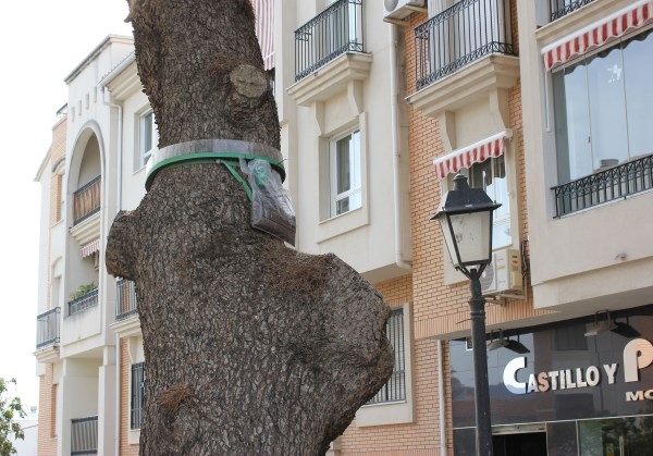 La concejalía de Parques y Jardines realiza un plan de control de plagas para la oruga procesionaria