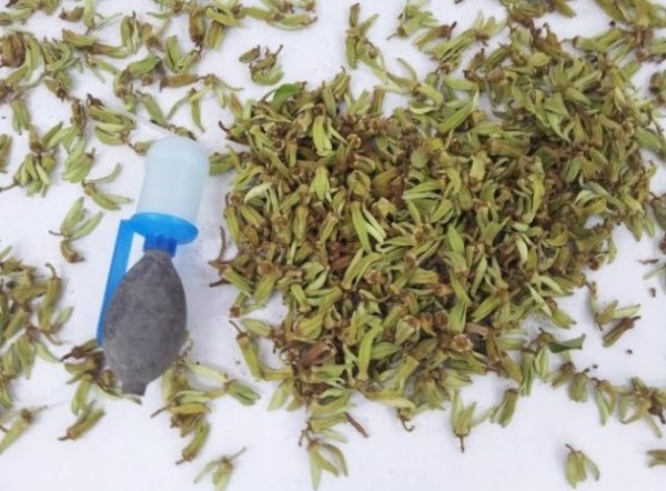 Almuñécar pone a disposición de los agricultores la maquinaria para extracción de polen del chirimoyo.