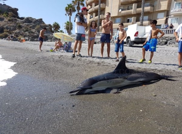 Hallado muerto un delfín en una playa de Almuñécar