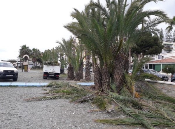 Almuñécar concluye esta semana la limpieza de palmeras en las playas