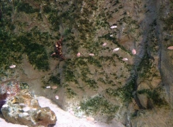 Nacen más de 30 sepias en el Acuario de Almuñécar