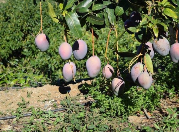 Se presenta en Almuñécar el libro sobre el cultivo del mango en el sur peninsular