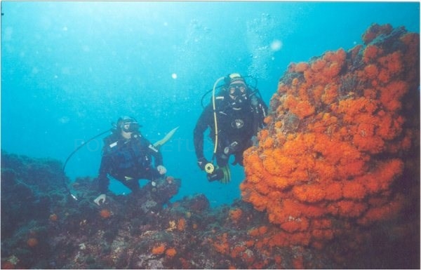 La Herradura presenta sus fondos marinos en la feria de buceo ‘More Aqua Show’ de Madrid