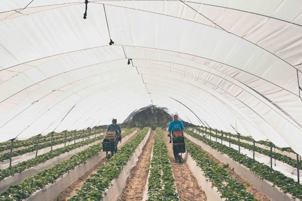 RÉCORD DE EXPORTACIONES ANDALUZAS DE FRUTOS ROJOS, AL SUPERAR LOS 700 MILLONES POR PRIMERA VEZ EN EL PRIMER CUATRIMESTRE DE 2019