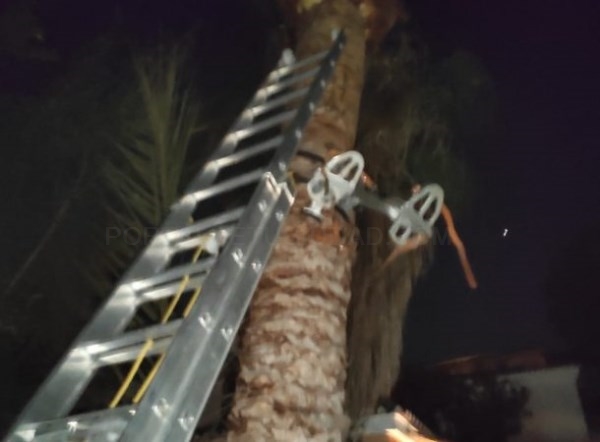 Bomberos de Almuñécar rescatan a un hombre que había quedado colgado boca abajo cuando limpiaba una palmera