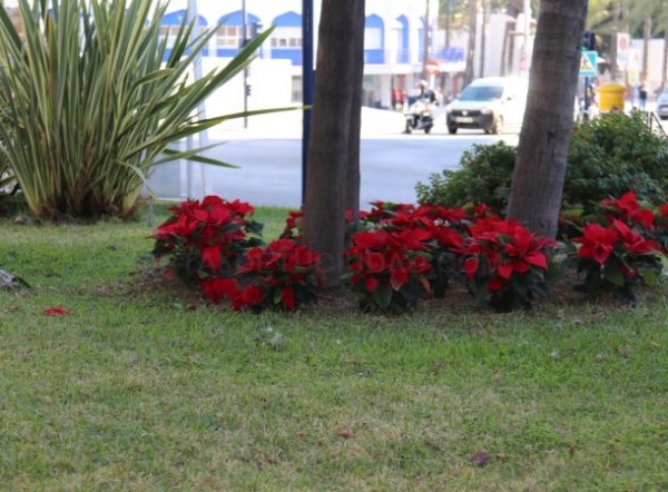 Almuñécar engalana sus jardines de Navidad con la plantación de más de un millar de pascueros
