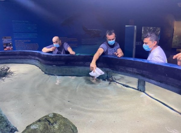 El Acuario de Almuñécar reabre sus puertas este viernes con nuevos ejemplares