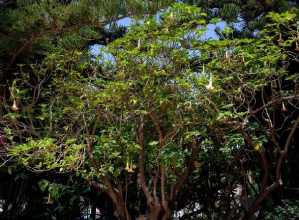 El parque El Majuelo, una joya cultural y botánica de la que presume Almuñécar