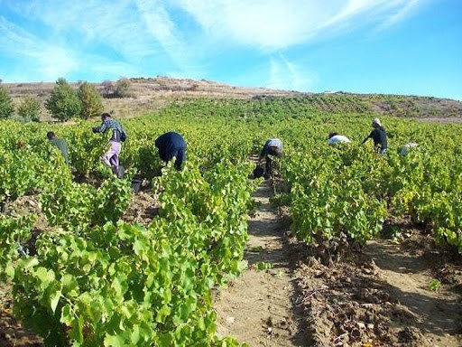 La Subdelegación del Gobierno pide colaboración al Ayuntamiento de Almuñécar para expedir los certificados de los trabajadores temporales agrícolas qu