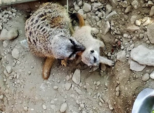 El parque “Loro Sexi” de Almuñécar aumenta sus inquilinos con dos nuevos ejemplares de suricatos