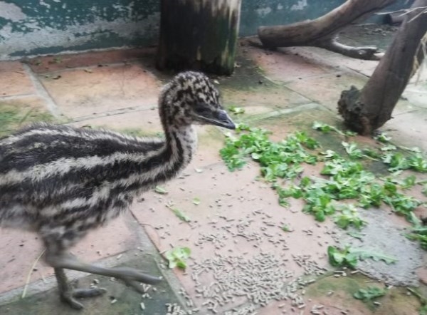 Dos nuevos ejemplares de Emus en el parque “Loro Sexi” de Almuñécar