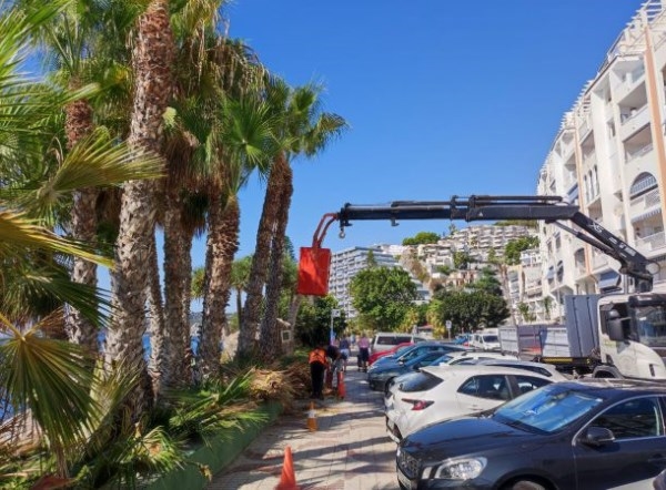 El Ayuntamiento de Almuñécar solicita la colaboración de los vecinos en las tareas de limpieza de palmeras.