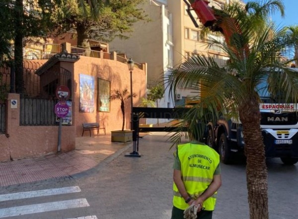 El Ayuntamiento de Almuñécar retira las ramas dañadas en la araucaria de la plaza de Marruecos.