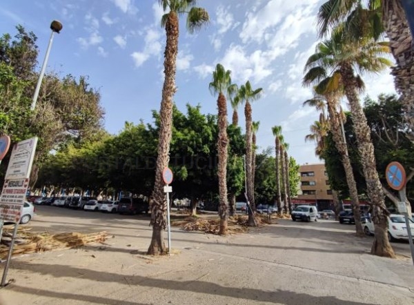 El Servicio de Jardinería lleva a cabo la limpieza de palmeras en la zona Blas Infante de Almuñécar
