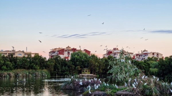 La Charca de Suárez celebra el día mundial de las aves este 8 de octubre