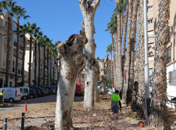 Almuñécar lleva a cabo trabajos de poda de las plataneras de sombra centenarias de la Avenida Costa del Sol