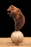 Circo Quirós