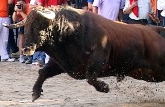 Festejos Taurinos en Majadahonda