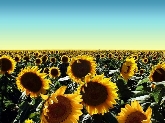 Psicólogo en Majadahonda