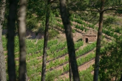 Abadal, el enoturismo del Bages