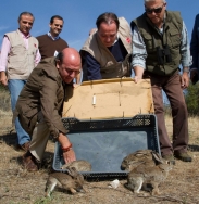 La Comunidad bate un nuevo récord con 55 parejas reproductoras de águila imperial