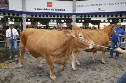 La cabaña ganadera de razas autóctonas en peligro de extinción se incrementa un 54%