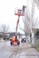 Boadilla del Monte retira los árboles secos o con riesgo de caída señalados en un estudio técnico