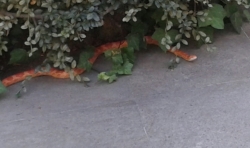 La Policía Local de Majadahonda recupera una serpiente tropical