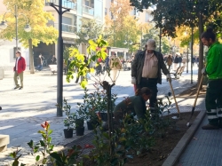 Nuevas especies arbustivas en la Gran Vía para embellecer su aspecto.