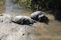 Liberación de galápagos leprosos