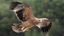 La Comunidad de Madrid impulsa un Plan de Recuperación del Águila Imperial Ibérica.