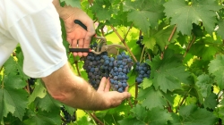 Se incrementa en un 10 % la producción máxima de la vendimia 2018 para Vinos de Madrid