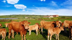 La Comunidad de Madrid va a incrementar este año en un 20 % las ayudas destinadas a ganaderos cuyos males de producción hayan sufrido ataques por lobo