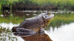 Agentes Forestales realizan acciones preventivas y de control de la actividad de pesca en sus ríos y embalses, para garantizar las condiciones óptimas