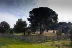 La procesionaria retrocede en el Monte del Pilar con tratamientos más respetuosos con el medio ambiente.