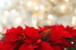 Navidad