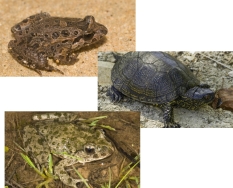 La Comunidad de Madrid detecta nueve puntos nuevos de reproducción de anfibios y reptiles en el Parque del Sureste