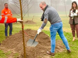 El Ayuntamiento planta 50 olmos resistentes a la grafiosis en parques de Majadahonda