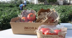 Comercializaremos por primera vez tres variedades de tomate tradicional recuperadas en la región