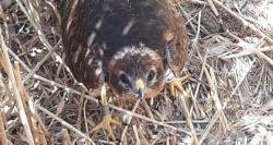 Los agentes forestales de la región colaboran en la conservación de fauna agrícola amenazada