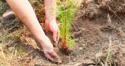 Destinamos más de tres millones para acondicionar zonas verdes y forestales de Canal de Isabel II