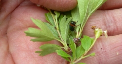 Confirmamos la presencia inédita en la región del insecto Chilotomina oberthuri