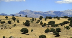 El Consejo de Medio Ambiente de la Comunidad informa favorablemente sobre ocho propuestas de reformas legislativas para proteger espacios verdes