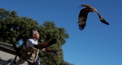 La Comunidad de Madrid atiende a más de 4.300 animales silvestres heridos durante el primer semestre del año