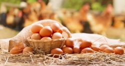 La Comunidad de Madrid pide que se extremen las precauciones con las comidas este verano para evitar intoxicaciones alimentarias