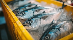 ¿Qué normativa afecta al transporte y a la venta del pescado?
