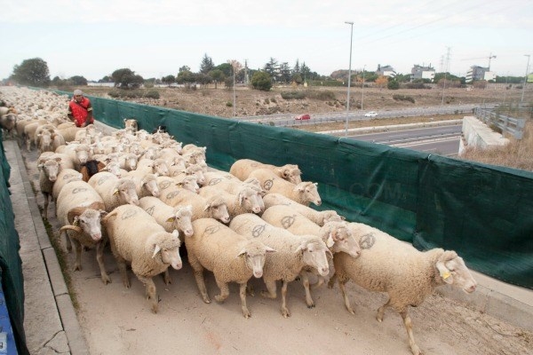 Las "ovejas-bombero" permanecerán hasta el verano en Boadilla para prevenir incendios forestales de forma natural