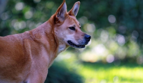 La Policía incrementa la vigilancia sobre comportamientos incívicos relacionados con excrementos caninos