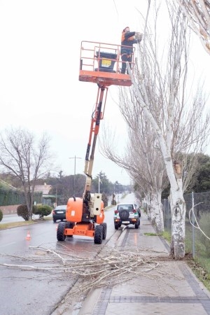Boadilla del Monte retira los árboles secos o con riesgo de caída señalados en un estudio técnico